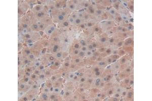 IHC-P analysis of Human Tissue, with DAB staining. (CNTN2 anticorps  (AA 604-771))