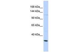 Image no. 1 for anti-Potassium Large Conductance Calcium-Activated Channel, Subfamily M, alpha Member 1 (KCNMA1) (AA 641-690) antibody (ABIN6742721)