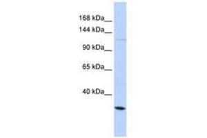 Image no. 1 for anti-Potassium Large Conductance Calcium-Activated Channel, Subfamily M, alpha Member 1 (KCNMA1) (AA 641-690) antibody (ABIN6742721) (KCNMA1 anticorps  (AA 641-690))