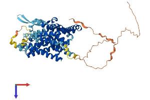 AlphaFold protein structure predicition of Human Recombinant SLC1A5 Protein, UniprotID Q15758