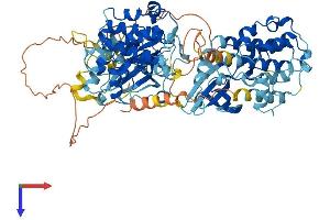 AlphaFold protein structure predicition of Human Recombinant RPS6KA3 Protein, UniprotID P51812