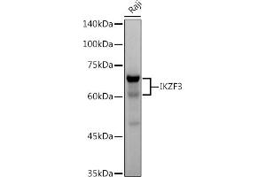 Western blot analysis of extracts of Raji cells, using IKZF3 antibody (ABIN7267842) at 1:500 dilution. (IKZF3 anticorps)