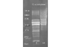 Goat anti Glucoamylase antibody  was used to detect purified glucoamylase under reducing (R) and non-reducing (NR) conditions. (Glucoamylase anticorps  (Biotin))