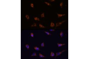 Immunofluorescence analysis of L929 cells using DIP2C antibody (ABIN7266780) at dilution of 1:100.
