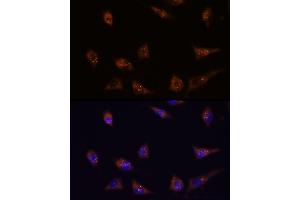 Immunofluorescence analysis of L929 cells using DIP2C antibody (ABIN7266780) at dilution of 1:100. (DIP2C anticorps)