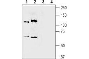 Western blot analysis of mouse (lanes 1 and 3) and rat (lanes 2 and 4) brain membranes: - 1,2.