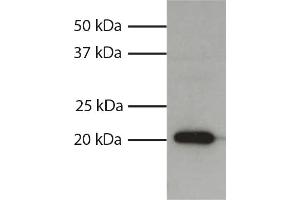 Total cell lysates from HL60 cells were resolved by electrophoresis, transferred to PVDF membrane, and probed with Mouse Anti-Human Bax-UNLB secondary antibody and chemiluminescent detection. (BAX anticorps  (AA 3-16))