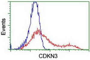 HEK293T cells transfected with either RC213080 overexpress plasmid (Red) or empty vector control plasmid (Blue) were immunostained by anti-CDKN3 antibody (ABIN2455063), and then analyzed by flow cytometry. (CDKN3 anticorps)