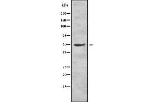 Western blot analysis of LCAT using HuvEc whole cell lysates (LCAT anticorps  (C-Term))