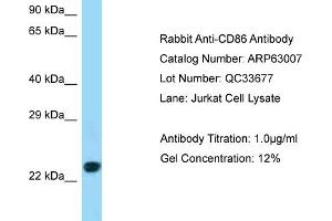 Western Blotting (WB) image for anti-CD86 (CD86) (C-Term) antibody (ABIN970351) (CD86 anticorps  (C-Term))