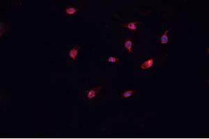 ABIN6266991 staining U-2 OS cells by IF/ICC. (COL12A1 anticorps  (Internal Region))