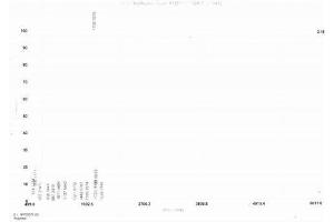 Neurofilament, Light Polypeptide (NEFL) peptide (Ovalbumin)