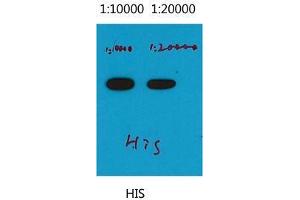 Western Blot (WB) analysis of His recombinant protein, diluted at 1) 1:10000, 2) 1:20000. (His Tag anticorps)