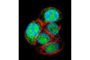 anti-Leucine-Rich Repeats and Transmembrane Domains 2 (LRTM2) (AA 346-370), (C-Term) antibody