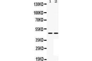 Western Blotting (WB) image for anti-Mitogen-Activated Protein Kinase Kinase 7 (MAP2K7) (AA 2-40), (N-Term) antibody (ABIN3043875) (MAP2K7 anticorps  (N-Term))