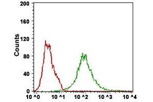 Flow Cytometry analysis of Hela cells with BACE1 monoclonal antibody, clone 3C1C3  at 1:200-1:400 dilution (Green) and negative control (Red). (BACE1 anticorps  (AA 112-324))