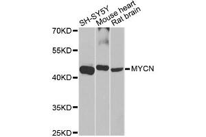 Western blot analysis of extracts of various cell lines, using MYCN antibody (ABIN5970179) at 1/1000 dilution. (MYCN anticorps)