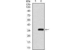Western blot analysis using GSC mAb against HEK293 (1) and GSC (AA: 191-257)-hIgGFc transfected HEK293 (2) cell lysate.