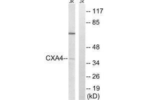 Western Blotting (WB) image for anti-Gap Junction Protein, alpha 4, 37kDa (GJA4) (Internal Region) antibody (ABIN1851365) (GJA4 anticorps  (Internal Region))
