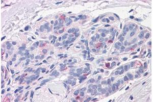 anti-Neuroplastin (NPTN) (N-Term) antibody