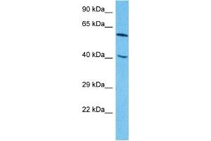 Host:  Rabbit  Target Name:  ZNF24  Sample Type:  HepG2 Whole Cell lysates  Antibody Dilution:  1. (ZNF24 anticorps  (N-Term))