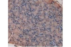 Detection of IL33 in Rat Pancreas Tissue using Monoclonal Antibody to Interleukin 33 (IL33)