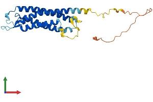 AlphaFold protein structure predicition of Mouse Recombinant Syngr1 Protein, UniprotID O55100