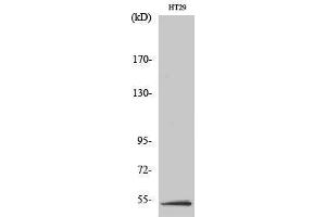Western Blotting (WB) image for anti-serine/threonine Kinase 11 (STK11) (Tyr1313) antibody (ABIN3185394)