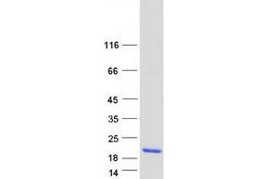 Protein CutA (CUTA) (Transcript Variant 3) protein (Myc-DYKDDDDK Tag)