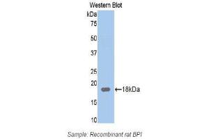 Western Blotting (WB) image for anti-Bactericidal/Permeability Increasing Protein (BPI) (AA 320-452) antibody (ABIN1174389) (BPI anticorps  (AA 320-452))