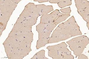 Immunohistochemistry analysis of paraffin-embedded mouse skeletal muscle using SLC8A3 (ABIN7075684) at dilution of 1: 1600