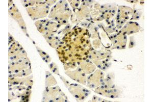 Anti- PAX6 Picoband antibody, IHC(P) IHC(P): Mouse Pancreas Tissue