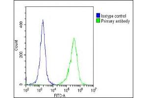 Overlay histogram showing HeLa cells stained with A(green line). (FOLR1 anticorps  (N-Term))