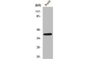 Western Blot analysis of HeLa cells using PAR-4 Polyclonal Antibody (F2RL3 anticorps  (Internal Region))
