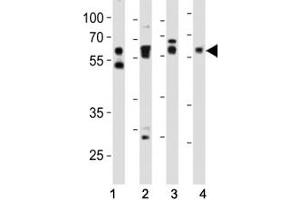 Western blot analysis of lysate from (1) HeLa, (2) mouse NIH3T3, (3) mouse C2C12, and (4) rat PC-12 cell line using SMAD2 antibody at 1:1000.