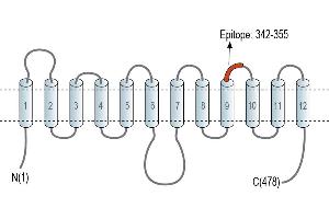 anti-Solute Carrier Family 2 (Facilitated Glucose Transporter) Member 8 (SLC2A8) (AA 342-355), (Extracellular), (loop 5) antibody