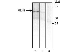 Western Blotting (WB) image for anti-MutL Homolog 1 (MLH1) antibody (ABIN967392)