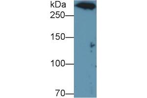 Detection of DNHD1 in U937 cell lysate using Polyclonal Antibody to Dynein Heavy Chain Domain Containing Protein 1 (DNHD1) (DNHD1 anticorps  (AA 1-302))