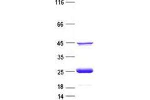 Validation with Western Blot
