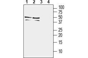 Western blot analysis of mouse (lanes 1 and 3) and rat (lanes 2 and 4) brain lysates: - 1,2.