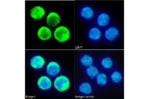 Immunofluorescence staining of fixed mouse splenocytes with anti-TIM-2 antibody RMT2-14. (Recombinant TIMD2 anticorps  (Extracellular Domain))