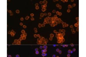 Immunofluorescence analysis of Raw264. (CD44 anticorps)