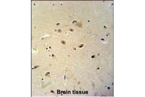 RRAGD Antibody (Center) (ABIN651150 and ABIN2840101) immunohistochemistry analysis in formalin fixed and paraffin embedded human brain tissue followed by peroxidase conjugation of the secondary antibody and DAB staining.