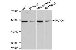 Western blot analysis of extracts of various cell lines, using PAPD4 antibody.