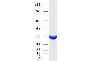 Validation with Western Blot