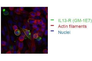 FACS analysis of BOSC23 cells using E6.