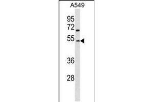 Western blot analysis in A549 cell line lysates (35ug/lane). (GCNT2 anticorps  (AA 213-240))