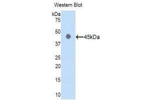 Western Blotting (WB) image for anti-Actin, gamma 1 (ACTG1) (AA 1-375) antibody (ABIN1077745) (Actin, gamma 1 anticorps  (AA 1-375))