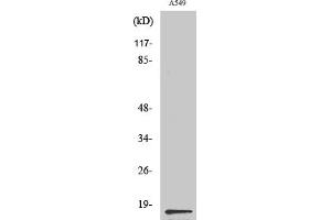 anti-PGE Synthase (Internal Region) antibody