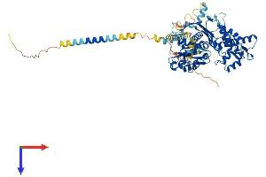 AlphaFold protein structure predicition of Human Recombinant ENTPD7 Protein, UniprotID Q9NQZ7